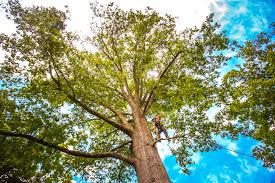 Best Stump Grinding and Removal  in Shorewood, MN