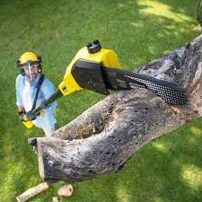 Best Organic Lawn Care Solutions  in Shorewood, MN