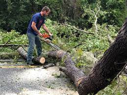 Best Hazardous Tree Removal  in Shorewood, MN