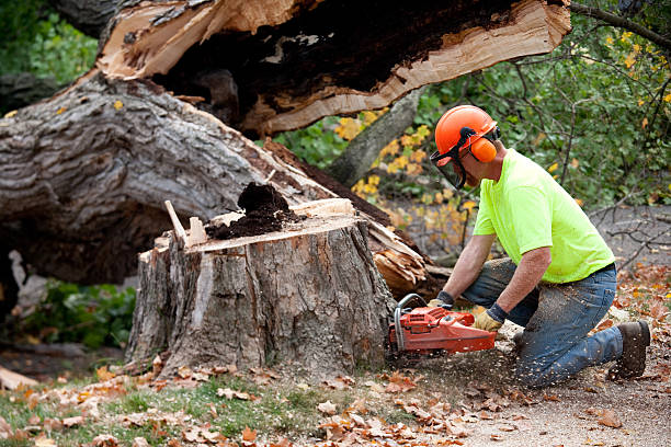 Best Palm Tree Trimming  in Shorewood, MN