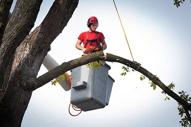 Best Leaf Removal  in Shorewood, MN