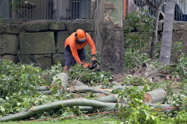 Best Arborist Consultation Services  in Shorewood, MN